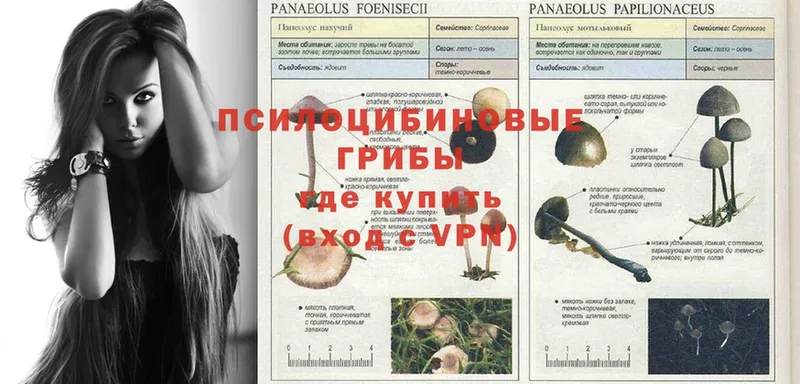 даркнет сайт  Ачинск  Галлюциногенные грибы Psilocybe 